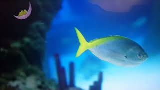 CBeebies Daydreams Little Daydreams 1 Peaceful Dolphins [upl. by Gnem422]