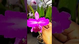 Cattleya Lueddemanniana var Pincelada Corte a disposição 03 bulbosWhatsApp 17981904781 [upl. by Aved]