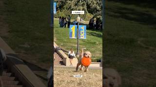 Gorgeous day 🐕 labradoodle dogtraining frisbeedog drdre [upl. by Caton217]