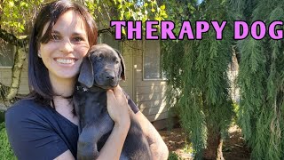 Picking A Puppy To Be A THERAPY Dog Temperament Test [upl. by Ioj]