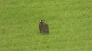 Aegypius monachus  buitre negro  Cinereous vulture [upl. by Haziza]