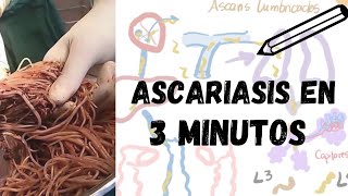 Ascaris lumbricoides 🪱 Cápsula de 3 min ⏰ [upl. by Holzman]