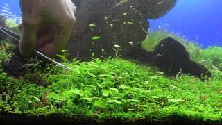 Glossostigma elatinoides  Trimming  Potatura [upl. by Jeramey]