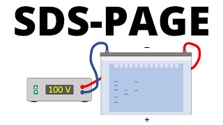 SDSPAGE explained  Protein Separation Technique [upl. by Akcinahs]