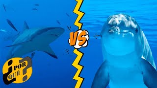 ¿Por qué los Tiburones Temen a los Delfines [upl. by Ondrej]