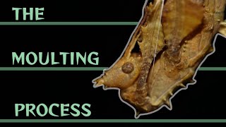 The complete moulting process of Extatosoma tiaratum [upl. by Secundas]