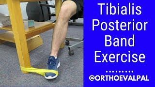 Tibialis Posterior strengthening exercise with a band [upl. by Benzel316]