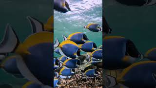 SNORKELING in MALDIVAS nature magic love [upl. by Annoik]