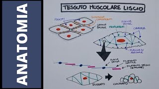 Tessuto muscolare cardiaco e liscio [upl. by Arhsub]