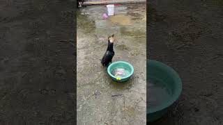 Cormorant bird is eating live fishHow much hungry they areWatch till the endcormorant birdfish [upl. by Loram242]