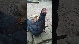 Gallina y pollitos 🐣 Sonido de pollitos 🥰 pollitos dicen pio pio pollitos gallina pollito 🐣109 [upl. by Alhahs]