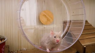 What Size Wheel SHOULD You Get For Your Hamster [upl. by Saire]