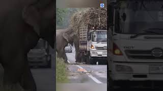 Elephant Stops Truck To Steal Sugarcane [upl. by Fadiman]