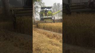 Harvester Machine working😱😱 harvester haryana tech machine diesel engine shorts feed [upl. by Pontone]