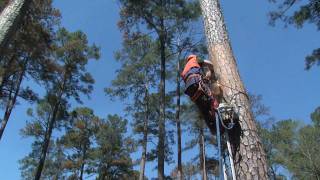 LDWF  Redcockaded Woodpecker Artificial Nest Cavity Demonstration [upl. by Nitsugua767]