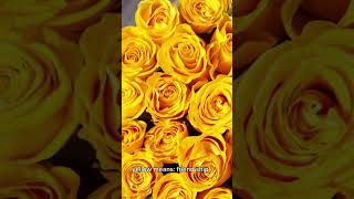 The meaning behind the color of roses 🌹💐🌹  rose  color  relaxing  good song  aesthetic lyrics [upl. by Arahat]