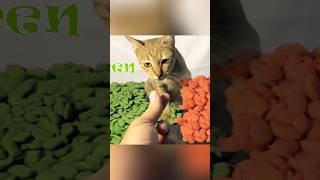 GreenCat Eating Symbol Foods challeng Mukbang Asmr shortfeed [upl. by Healy]