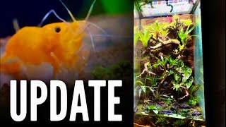 Adding NEW Animals  Paludarium UPDATE [upl. by Aikyt]