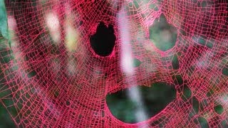 Pink Spider Web  BiDiPi 28 [upl. by Erdnoid]