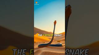 Black Mamba World Fastest snake facts wildanimalfacts animals [upl. by Lotti]