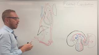 Fetal foetal Circulation  Flow Chart  Easy to Understand [upl. by Cerellia]