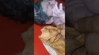 Why New Born Baby Covered in Vernix Now Start the cleaning of Baby [upl. by Nawk708]