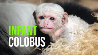 Infant Colobus Monkey For Dallas Zoo [upl. by Neveda211]