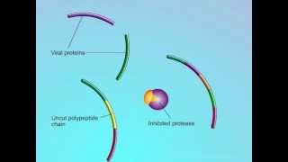 HIV Mechanisms of Action of Protease Inhibitors PIs [upl. by Cleres]