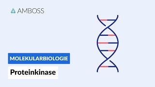 Proteinkinasen  Biochemie  AMBOSS Video [upl. by Andonis689]