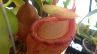 Highland Nepenthes Dead pitcher removal and other tips for Carnivorous plants in the greenhouse [upl. by Imekawulo316]