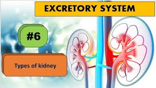 Types of kidney [upl. by Adnavoj]