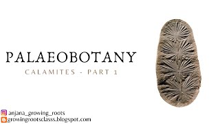 Calamites  Exernal Morphology  Internal Structure Of Calamites  Malayalam Palaeobotany  BSc Bo [upl. by Imoyik471]