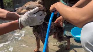 Update on the Mange Puppies  Dharamsala animal Rescue [upl. by Xirtaeb176]