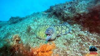 Faial Azores  Portugal  Boca das Caldeirinhas  17072024  Norberto Diver [upl. by Anthea481]