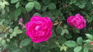 انواع الجوري وطريقه تكاثره Rosa damascena [upl. by Notnek638]