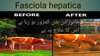 Fasciola hepatica Treatment  Laboratory diagnosis post mortem lesion  treatment drj vet clinic [upl. by Nedi115]