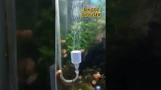 DIY CO2 diffuser for planted aquarium review💨 diy shorts aquariumlover co2system co2 [upl. by Eriam]