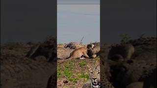 group of crocodiles attacked by leopard [upl. by Gertrud]