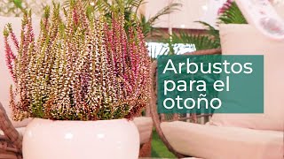 5 arbustos para tu jardín en otoño  Plantas en Verdecora [upl. by Aissyla]