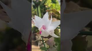 Schlumbergera truncata Thanksgiving cactus 흰색게발선인장 [upl. by Nap72]