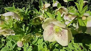 Hellebores plant care in the uk [upl. by Emery]