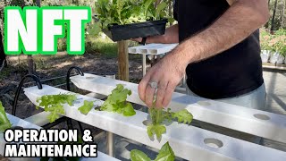 Nutrient Film Technique Operation and Maintenance [upl. by Keifer13]