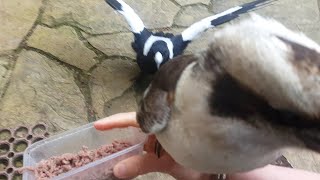 Magpieplease help [upl. by Odetta]