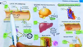 Cytokines and Chemokines Inflammatory mediators of inflammationTNF and InterleukinsRobbins patho [upl. by Seitz]