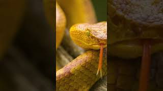 Snake Island Brazil  brazil animals snake youtubeshorts shortsfeedfacts [upl. by Eelatsyrc]