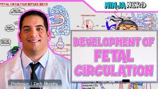 Embryology  Development of Fetal Circulation [upl. by Attekahs]