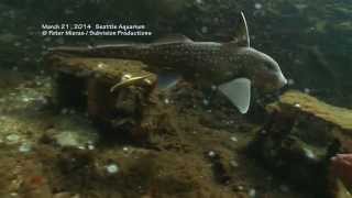 Ratfish Hydrolagus colliei laying eggs [upl. by Mcclelland]