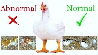 How to Stop diarrhea in chickens diarrhea signs and signals in chicken droppings or chicken poop [upl. by Arihsay]