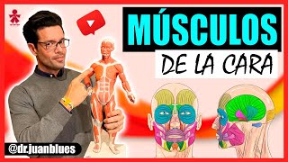 MÚSCULOS DE LA CARA Anatomía [upl. by Devehcoy]