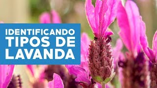 ¿Cómo identificar y cuidar las variedades de lavanda [upl. by Kimberlee]